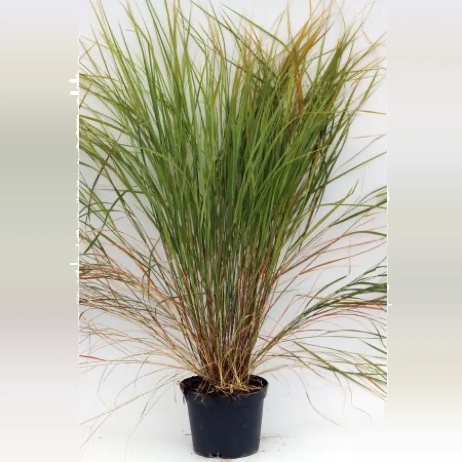 Stipa arundinacea (Anemanthele lessoniana)
