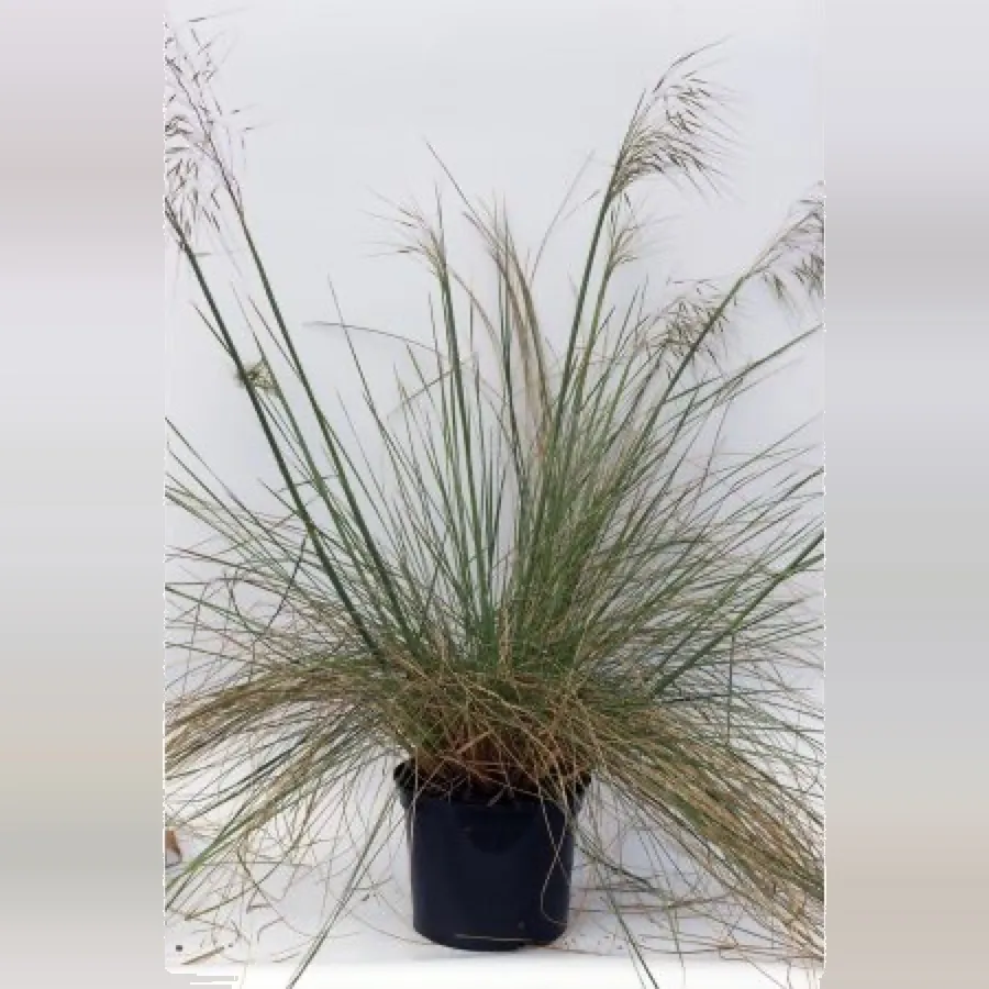 Stipa gigantea