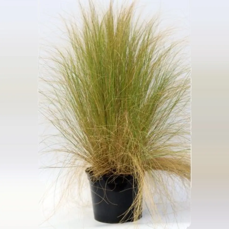 Stipa tenuissima