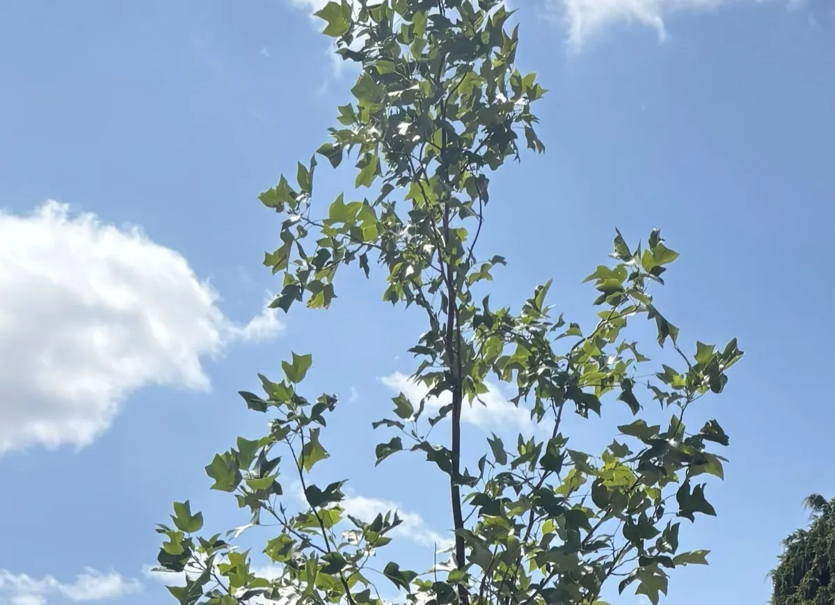 Tulip Tree (Liriodendron) standard in leaf at the HedgeXpress nursery