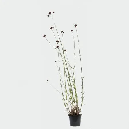 Verbena bonariensis