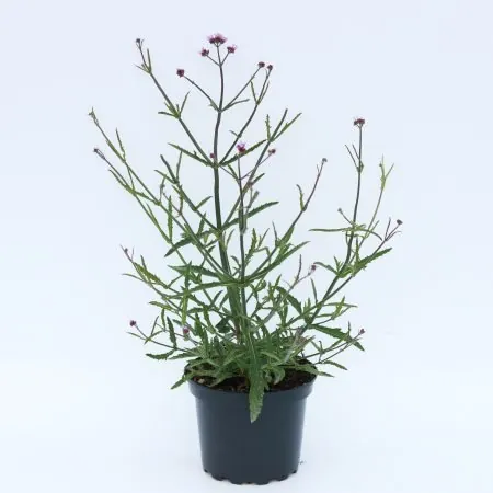 Verbena lollipop