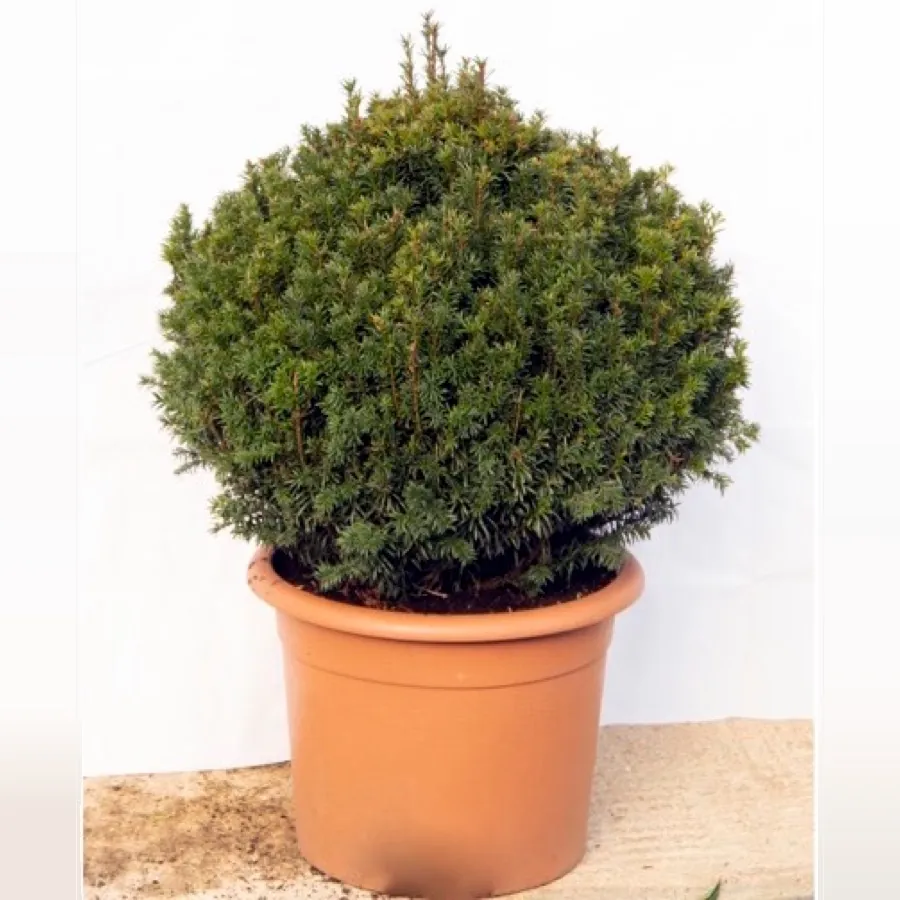 Yew Ball 20 litre, 50-55cm Diameter
