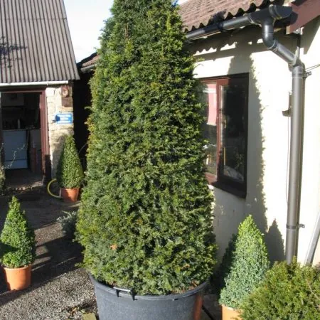 Yew Cones 2-2.5m 150 Litre Pot