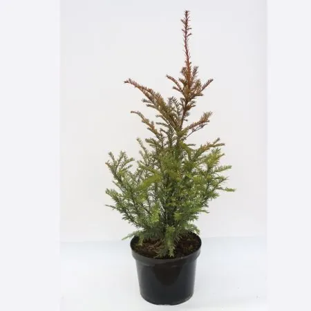 Yew hedging