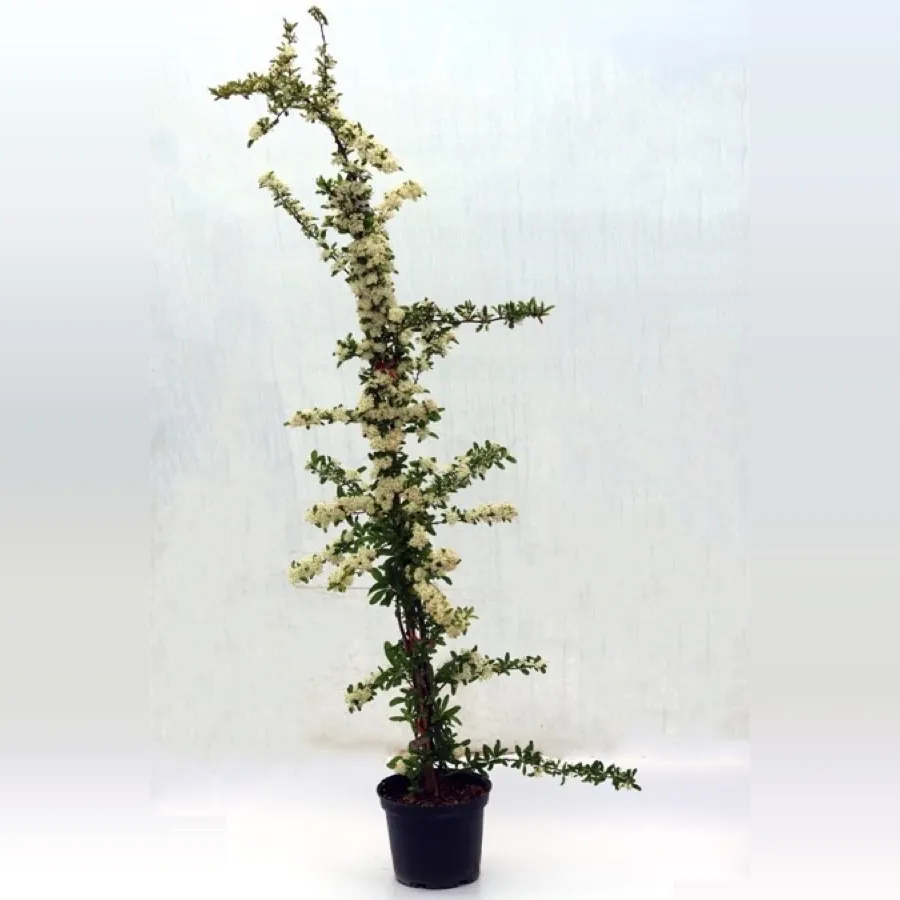 Pyracantha Saphyr Rouge