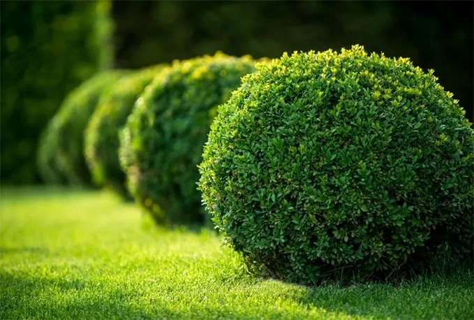 Row of box topiary balls