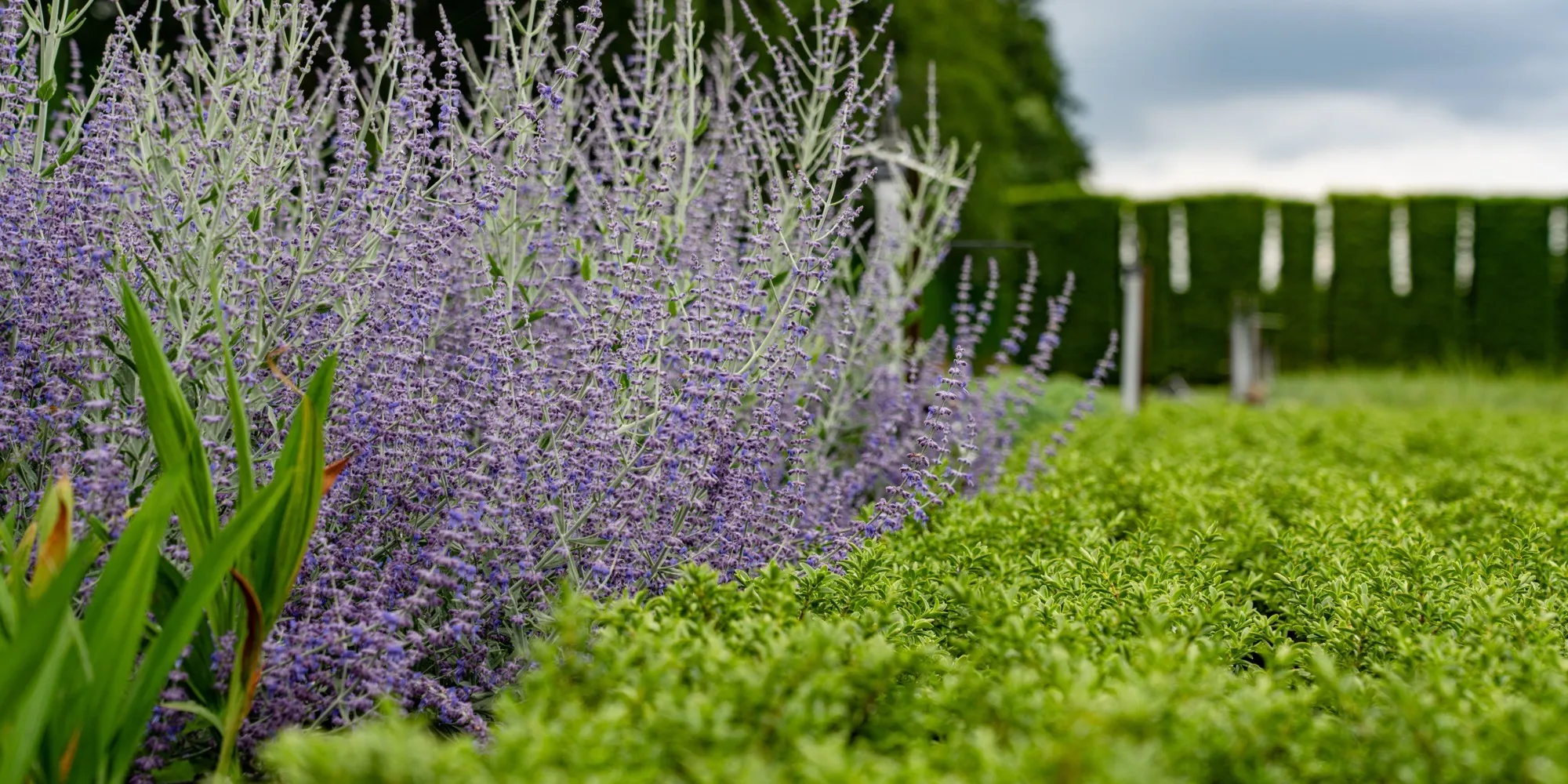A bank of evergreen shrubs with flowering Russian sage at the HedgeXpress nursery