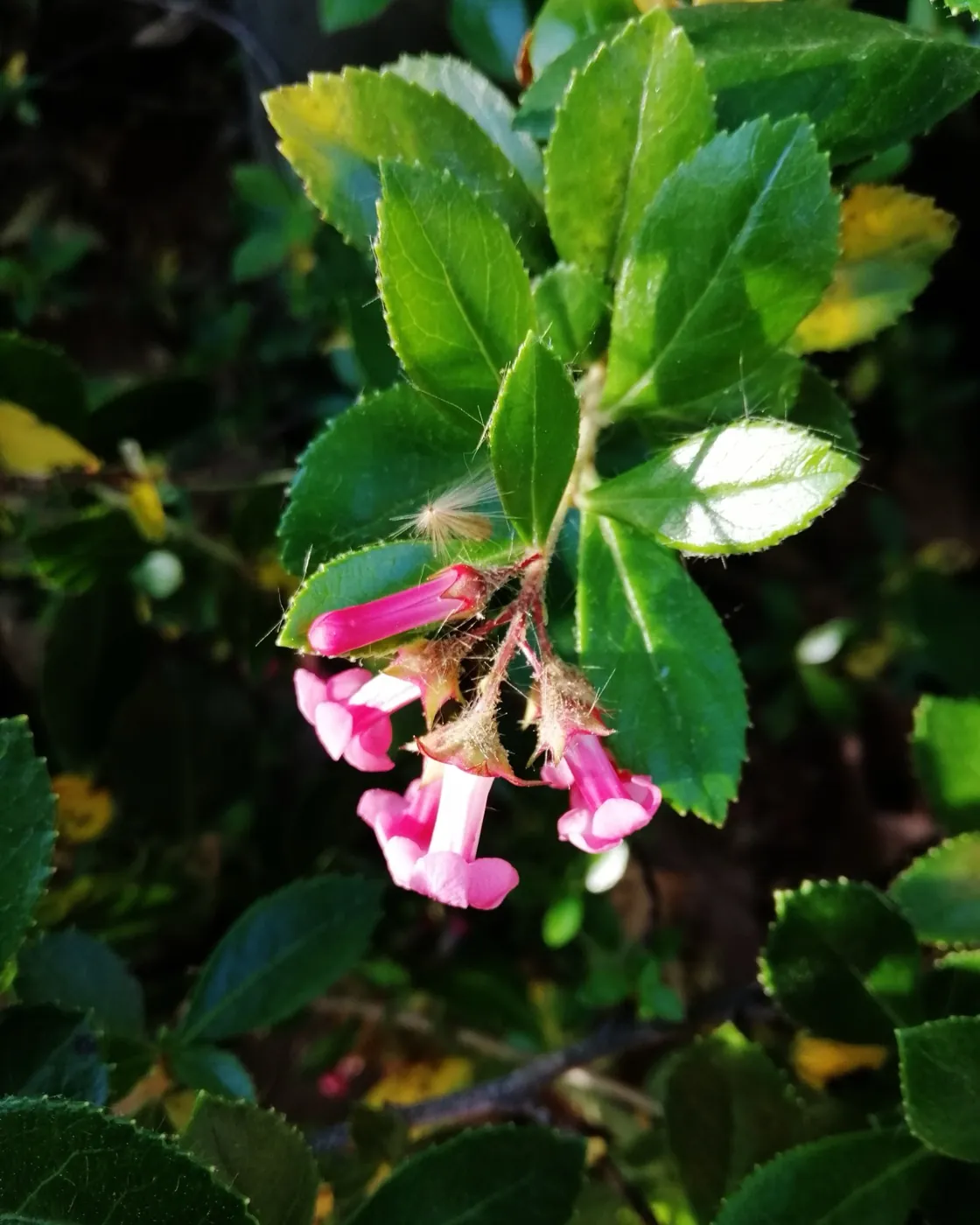Escallonia in flower, pink blooms against glossy evergreen foliage