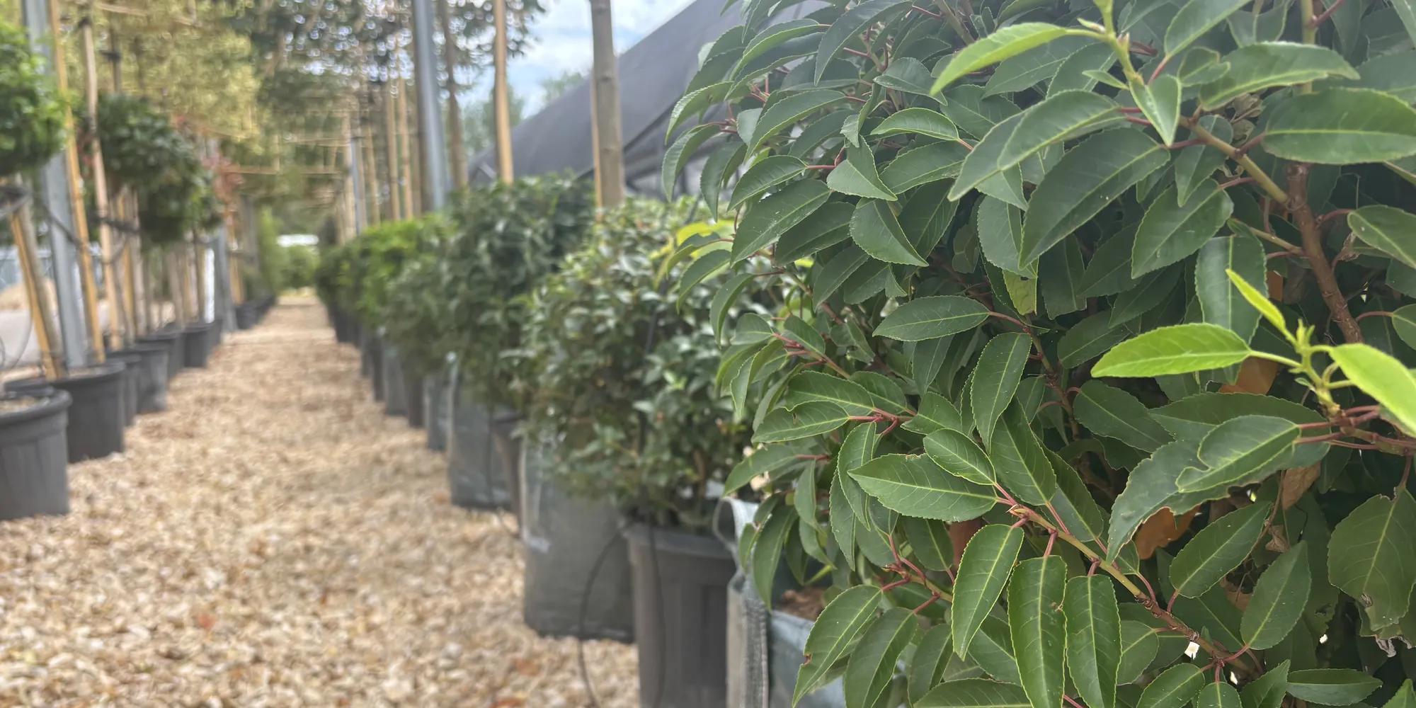 Rows of potted topiary and specimen shrubs along a gravel path at the nursery