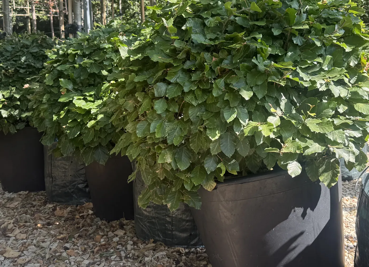 Beech topiary balls in tree bags at the HedgeXpress nursery