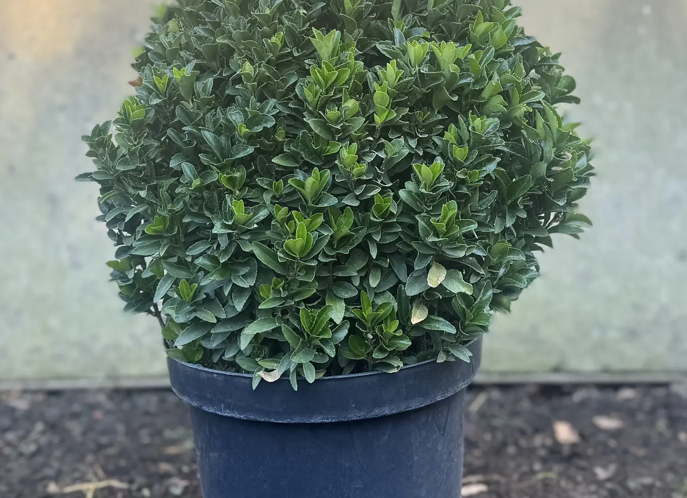 A clipped Euonymus &lsquo;Green Spire&rsquo; ball, 30cm, at the HedgeXpress nursery