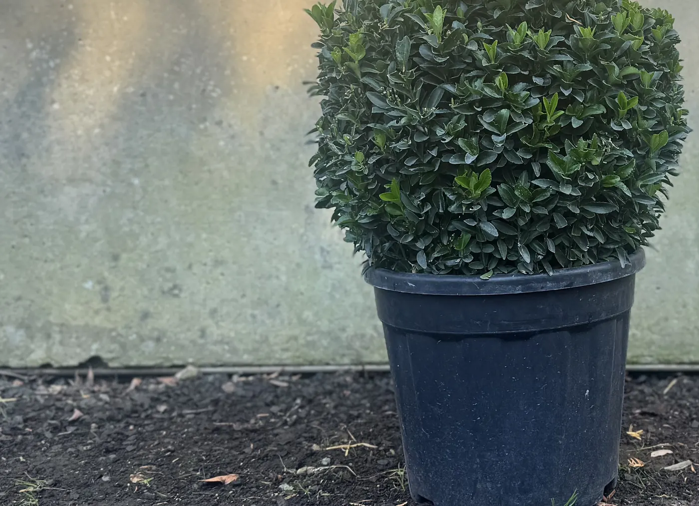 A clipped Euonymus ‘Green Spire’ ball, 35cm, at the HedgeXpress nursery