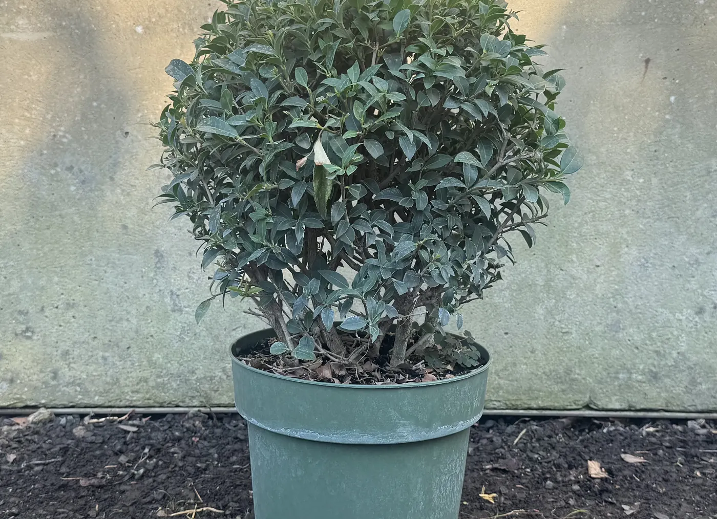 Osmanthus Topiary Ball, 30cm, at the HedgeXpress nursery