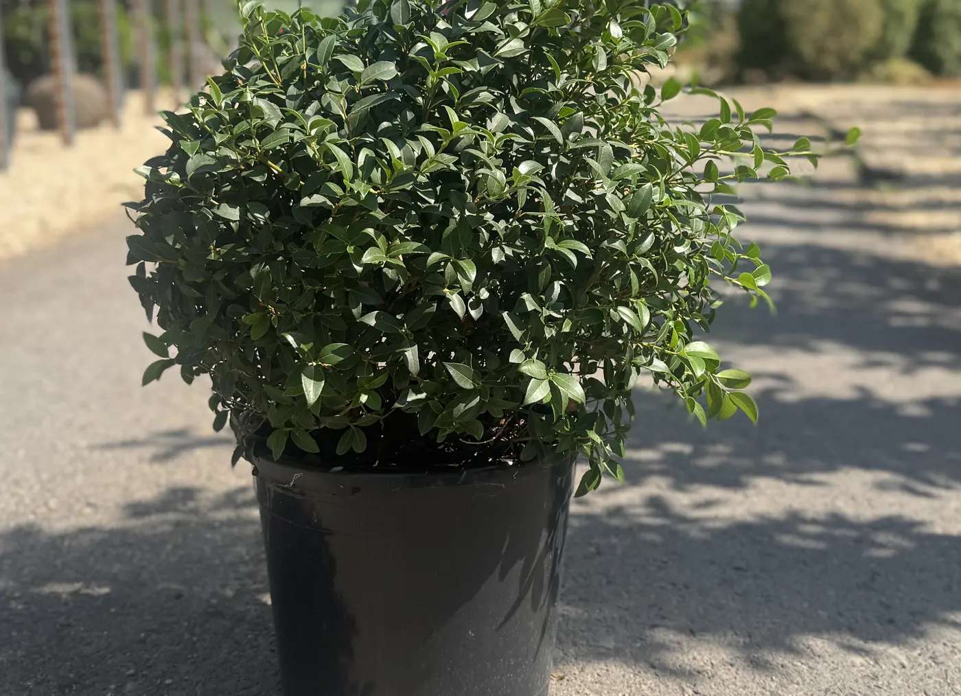 Osmanthus Topiary Ball, 50cm, at the HedgeXpress nursery
