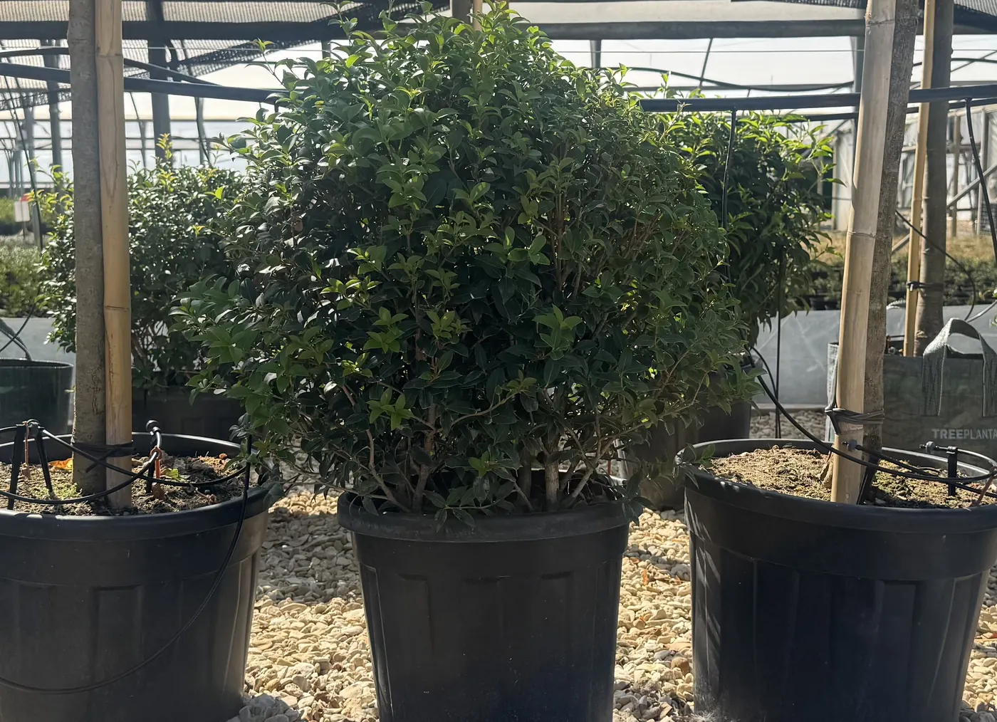 Osmanthus Topiary Ball, 60cm, at the HedgeXpress nursery