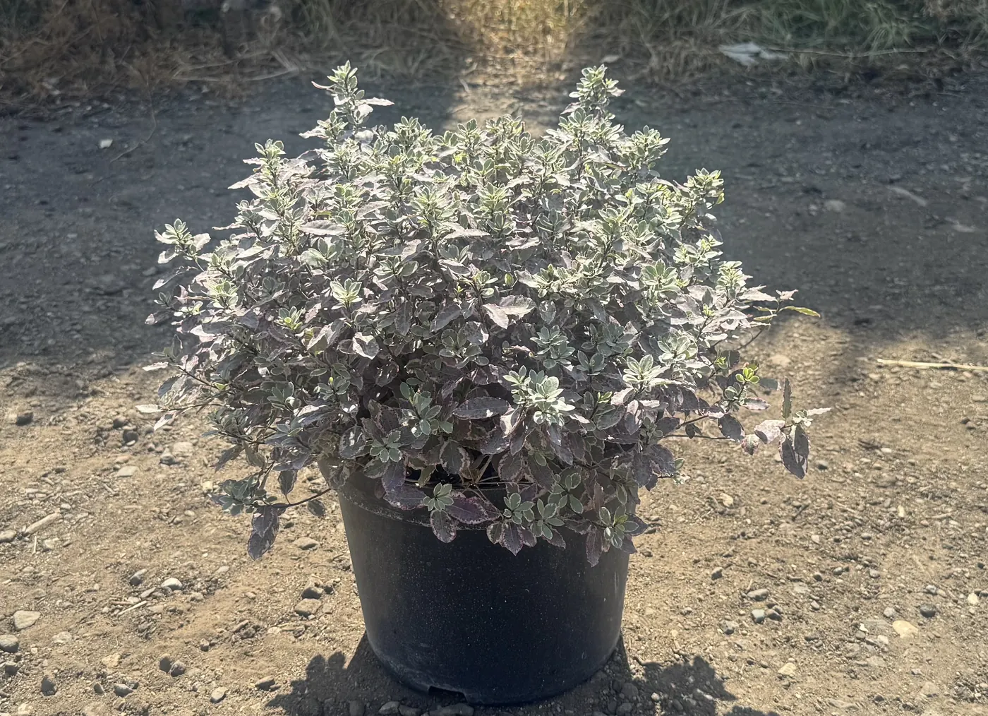 Pittosporum ‘Bannow Bay’ in a 10 litre pot at the HedgeXpress nursery