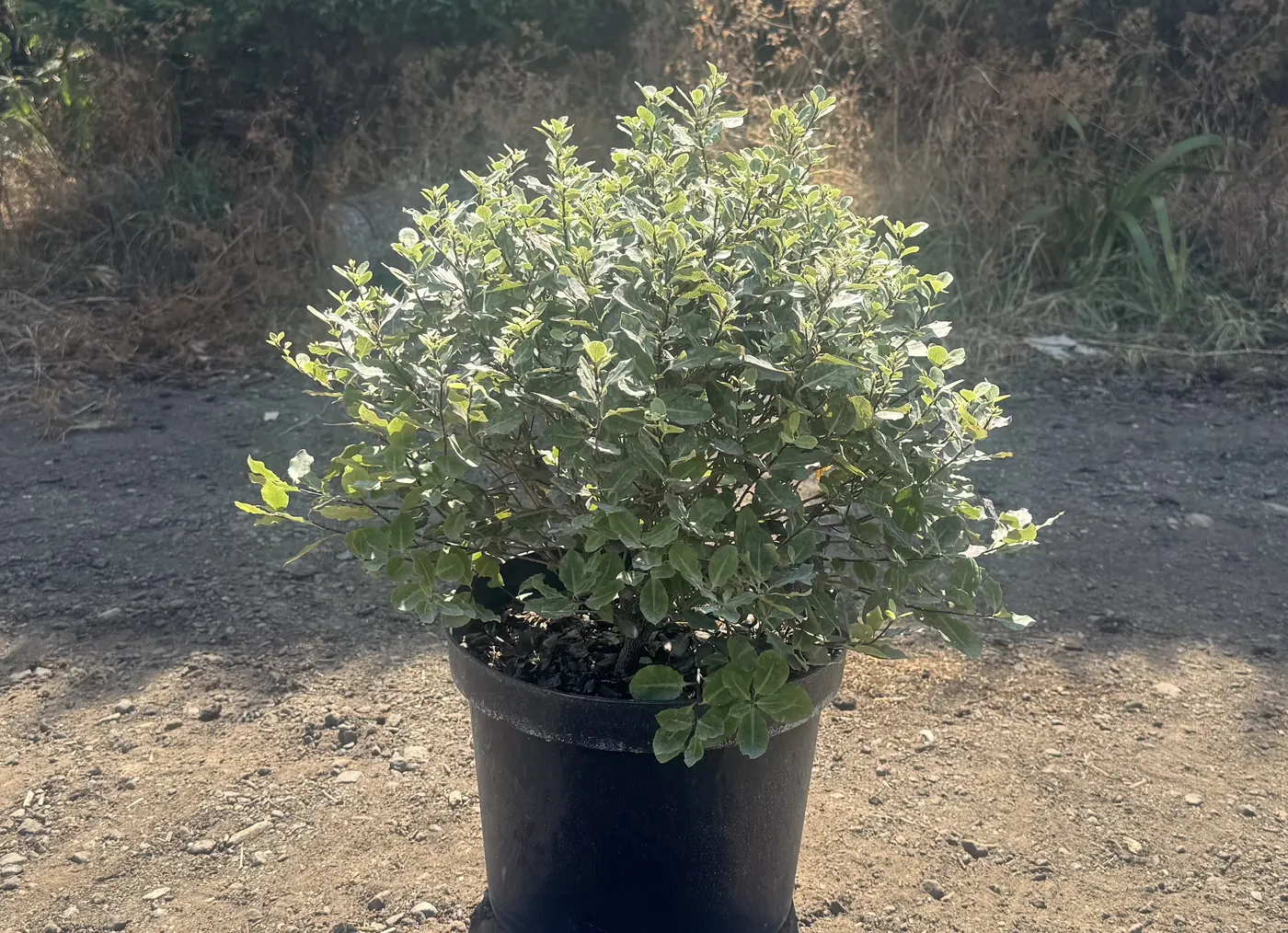 Pittosporum &lsquo;Tom Thumb&rsquo;