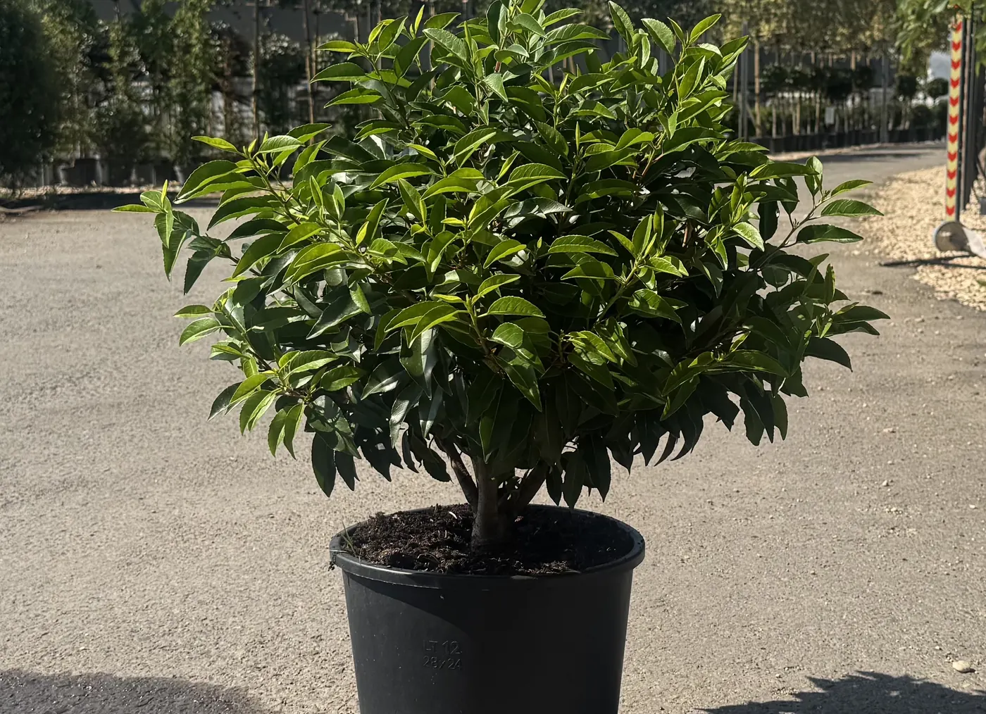 Portuguese Laurel Topiary Ball, 30cm, at the HedgeXpress nursery