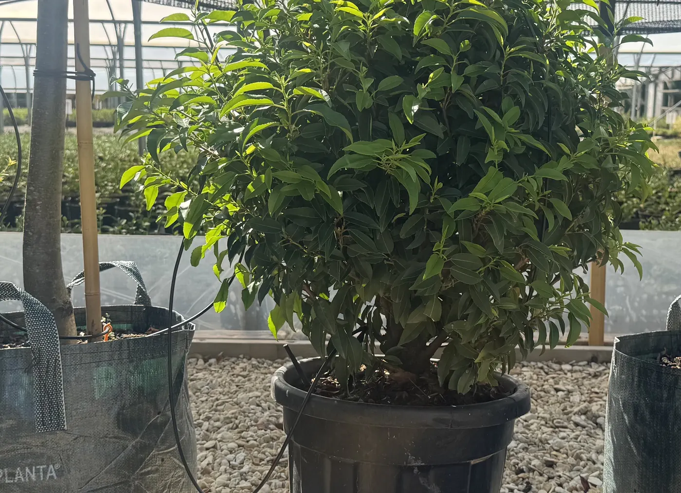 Portuguese Laurel Topiary Ball, 50-60cm, at the HedgeXpress nursery
