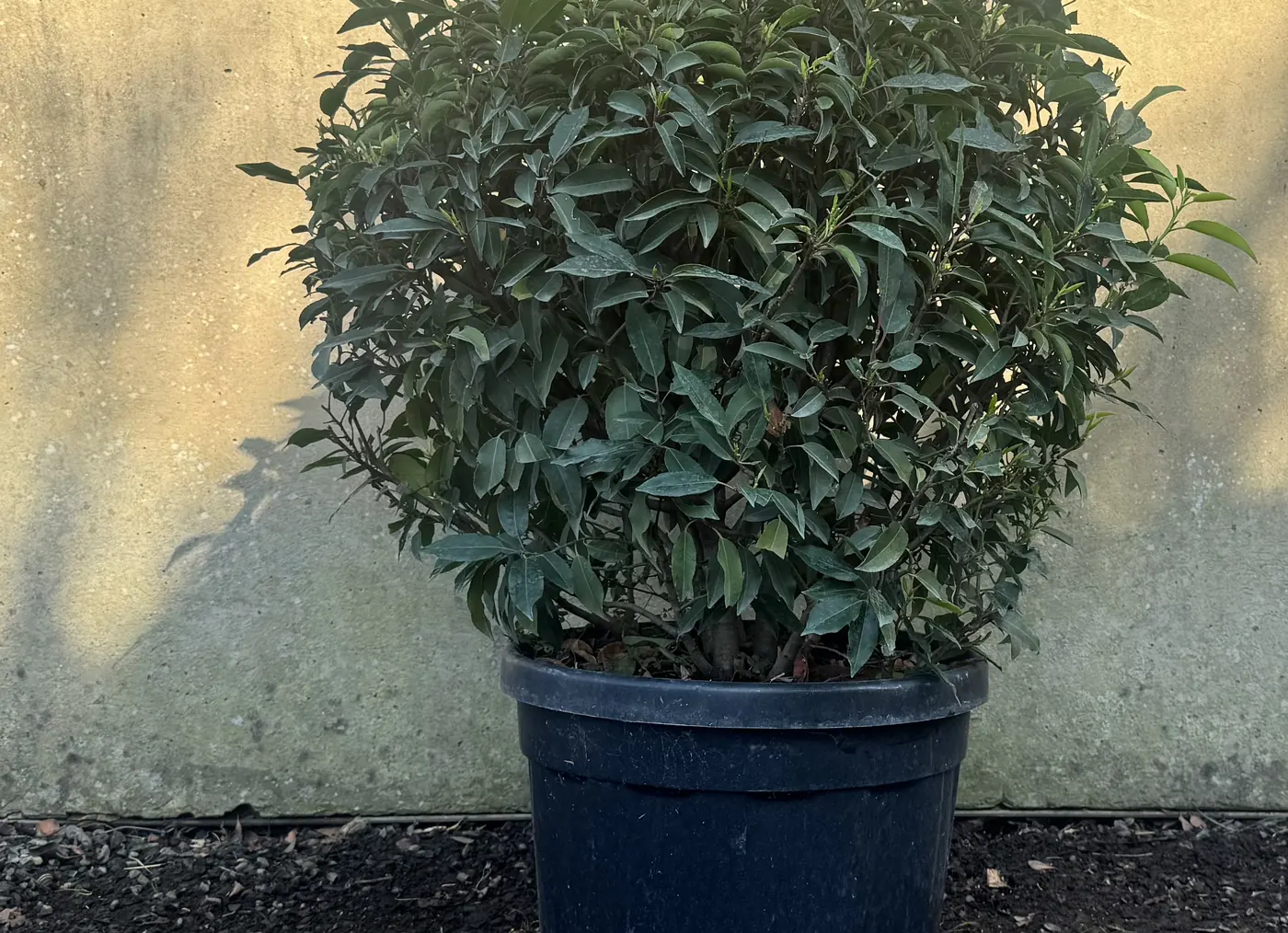 Portuguese Laurel Topiary Ball, 70cm, at the HedgeXpress nursery