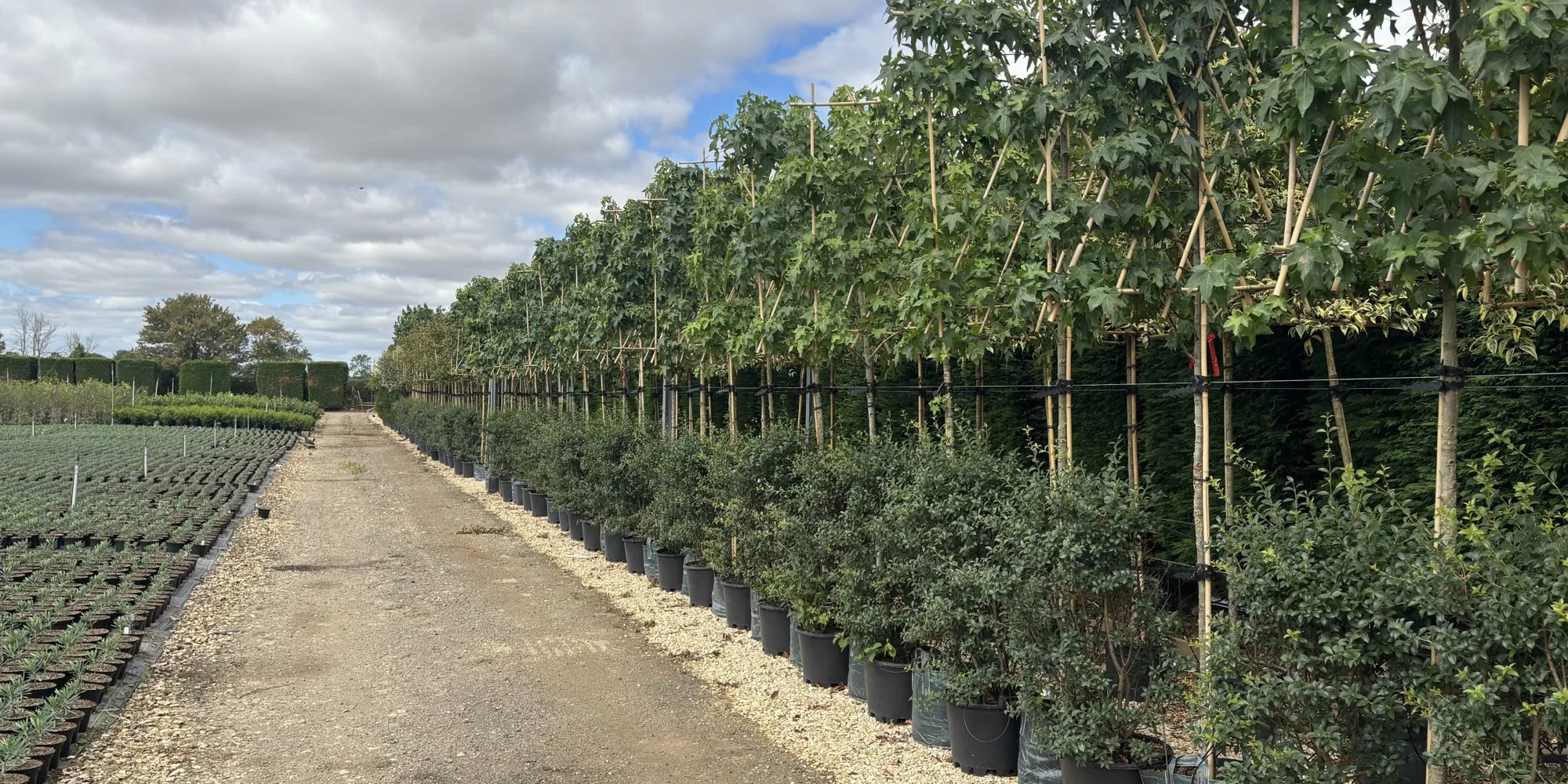 Rows of pleached and standard trees lining the gravel path at the HedgeXpress nursery