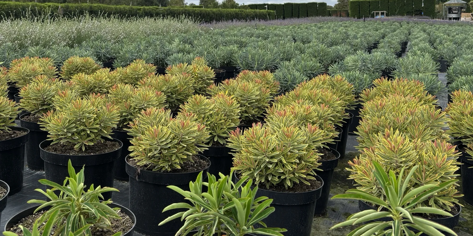 Rows of variegated euphorbia with red-tinged foliage growing at the HedgeXpress nursery